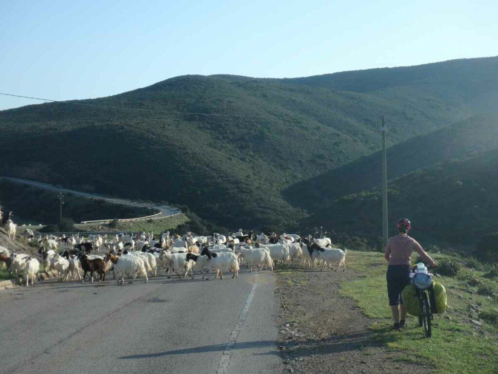 Tansy Boggon pushing her bicycle alongside a Sardinian road with a herd of goats on it.