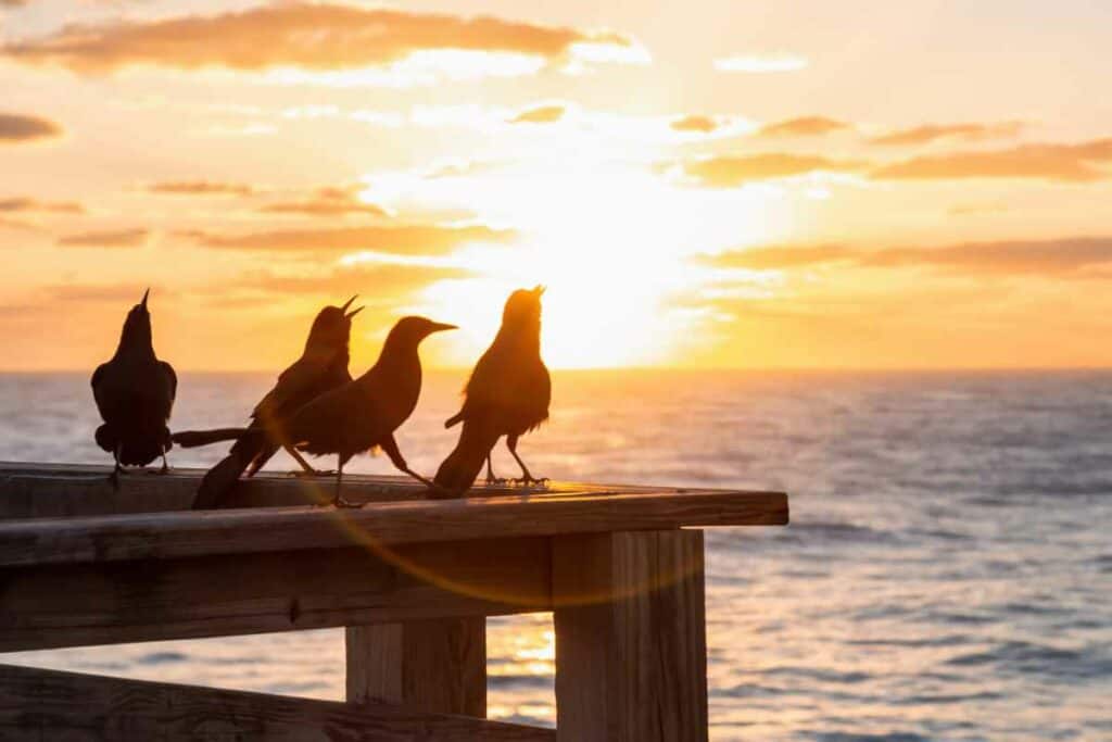 Birds standing on a wooden railing beside the ocean at sunrise.